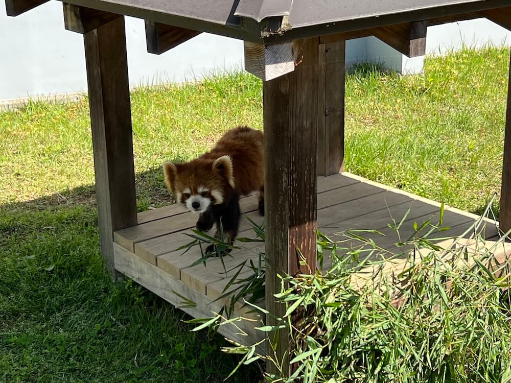 画像 西山公園の可愛いレッサーパンダ