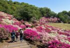 西山公園の斜面を埋め尽くすように咲き誇る5万株のつつじ（つつじ祭りの風景）