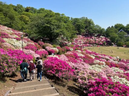 西山公園の斜面を埋め尽くすように咲き誇る5万株のつつじ（つつじ祭りの風景）